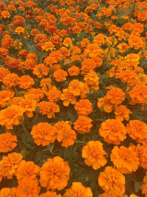 Pin by ep ♡ on aes. colors | Orange aesthetic, Orange wallpaper, Orange background Color Orange Aesthetic, Orange Colour Aesthetic, Orange Aesthetic Cute, Carnation Aesthetic, Orange Carnations, Flowers Carnations, Aesthetic Orange, Purple Wallpaper Iphone, Orange You Glad