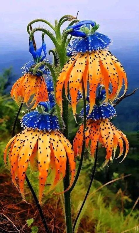 Beautiful Rare Flowers, Funky Flowers, Bell Flowers, Strange Flowers, Beautiful Flowers Photos, Unusual Plants, Unusual Flowers, Vibrant Flowers, Colorful Plants