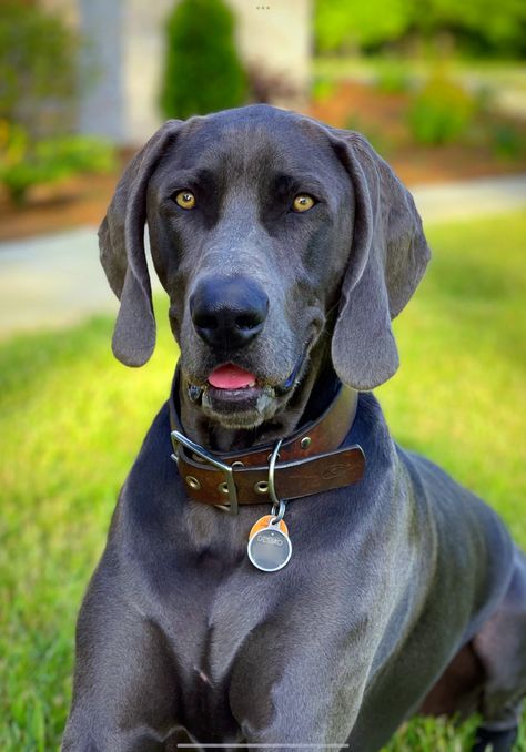 Blue Weimaraner Puppy, Blue Weimaraner, Weimaraner Puppy, Weimaraner Puppies, Weimaraner Dogs, Pics Ideas, Bird Dogs, Weimaraner, April 15