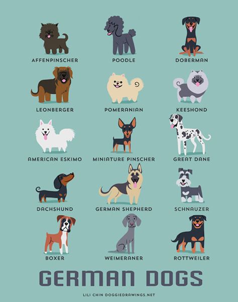 Dogs of the World Illustration Series | Lili Chin Different Breeds Of Dogs, Breeds Of Dogs, Dog Milk, German Dogs, 강아지 그림, Awesome Animals, Love My Dog, Dog Print Art, Miniature Pinscher