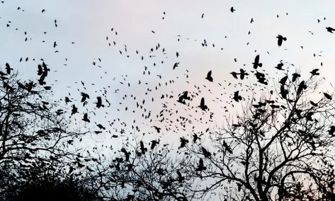 A murder of crows: Chris Packham and the countryside war over bird killings | Birds | The Guardian Group Of Crows, Bird Control, Cooper's Hawk, House Sparrow, Invasive Species, White Doves, Backyard Birds, All Birds, Colorful Birds