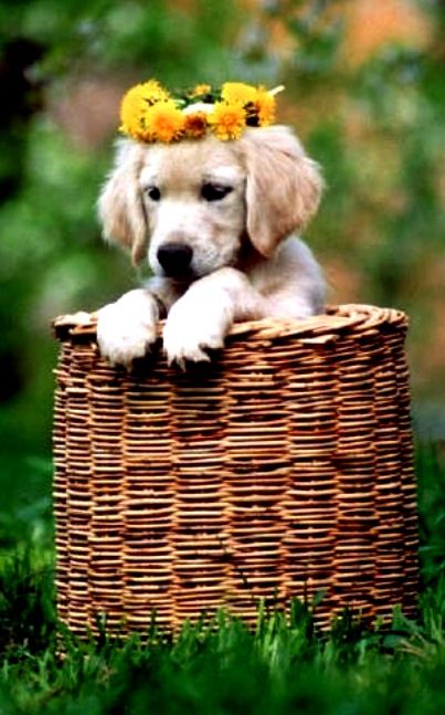 Golden puppy in a basket flower crown Toni Kami ❀Flowers in their coats❀ Puppy Golden Retriever, Daisy Crown, Puppy Pics, Garden Friends, Dandelion Wishes, Spring Animals, Pampered Pets, Basket Case, Labrador Retriever Puppies