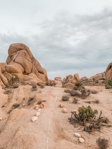 Desert Picnic, Dry Landscape, Desert Aesthetic, Split Rock, Desert Dream, Desert Vibes, Vivarium, Joshua Tree National Park, Field Guide