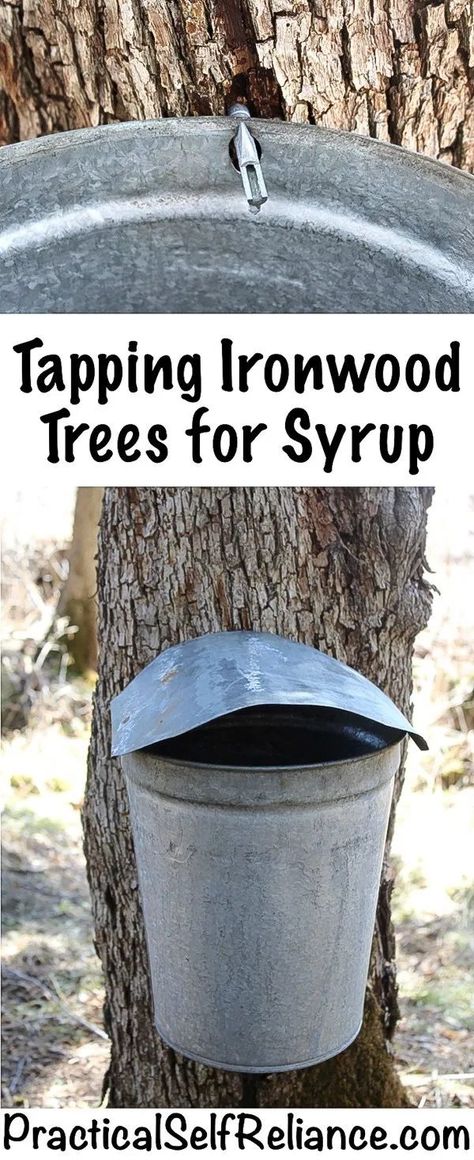 Tapping Ironwood Trees for Syrup Survival Plants, Tree Tapping, Ironwood Tree, Wild Mushroom Recipes, Homesteading Life, Homestead Gardening, Homestead Ideas, Edible Wild Plants, Foraged Food