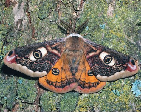 Emperor Moth, Cute Moth, Moth Caterpillar, Moth Tattoo, Beautiful Bugs, Creepy Crawlies, Animal Facts, Bugs And Insects, Beetles