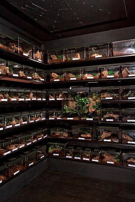 Tarantula Room, The Reptile Room, Amphibians Animals, Reptiles Activities, Reptile Store, Tarantula Enclosure, Pet Tarantula, Bearded Dragon Enclosure, Technology Humor