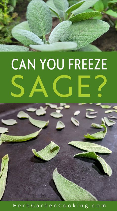 Learn how to freeze sage step by step using this preferred method. Extend the shelf-life of your freshly harvested garden sage and preserve it for up to a year. Freezing Sage Leaves, How To Freeze Sage Leaves, Preserving Fresh Sage, How To Preserve Sage, What To Do With Fresh Sage, Fresh Sage Uses, Fresh Sage Recipes, Sage Recipes Fresh, Herb Preservation