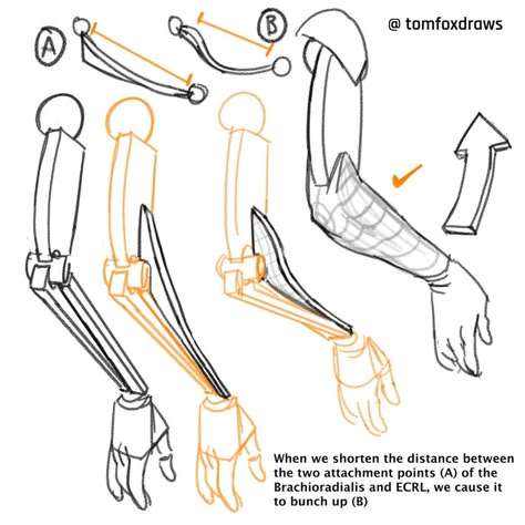 Forearm Anatomy, Arm Anatomy, Human Anatomy Reference, Human Body Anatomy, Anatomy Tutorial, Human Anatomy Drawing, Human Drawing, Anatomy Sketches, Anatomy For Artists