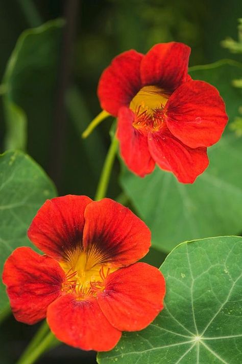 Tropaeolum Majus Tropaeolum Majus, Plants, Green, Quick Saves