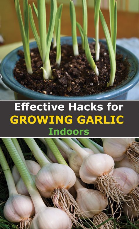 Grow Garlic Indoors, Gemüseanbau In Kübeln, Growing Vegetables Indoors, Grow Garlic, Kitchen Gardening, Diy Container Gardening, Growing Herbs Indoors, Indoor Vegetables, Planting Garlic