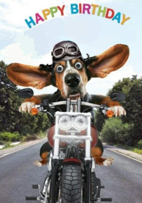 Happy Birthday Funny Dog, Happy Birthday Motorcycle, Funny Happy Birthday Images, Happy Birthday Man, Funny Happy Birthday Wishes, Birthday Greetings Funny, Happy Birthday Dog, Happy Birthday Greetings Friends, Happy Birthday Wishes Cards