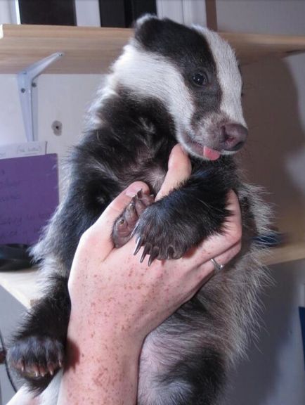 Cute Badger, Baby Badger, Honey Badger, Animals Friendship, Wildlife Animals, Woodland Creatures, Sweet Animals, Spirit Animal, Beautiful Creatures