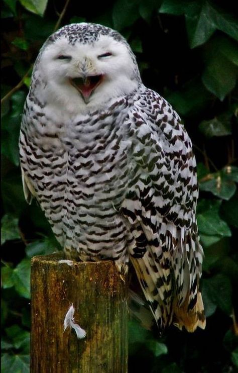 Beautiful Owls, Owl Photography, Owl Images, Funny Owls, Owl Photos, Owl Pictures, Animale Rare, Beautiful Owl, Owl Bird