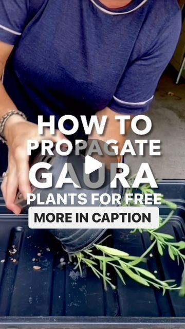 Anya Lautenbach on Instagram: "Follow @anya_thegarden_fairy  📣MORE TOP TIPS IN MY NEW BOOK!Link in bio. ➡️HOW TO PROPAGATE GAURA  WHEN TO PROPAGATE? 🧚🏻 Late summer to early autumn   HOW TO DO IT? 🧚🏻 Select healthy, vigorous soft topped shoots of current season growth, firm and woody at the base.  🧚🏻 Cut just below a node. Remove leaves on lower third.  🧚🏻 Place it in a shady area or in a cold frame, but make sure it’s out of direct sun.  🧚🏻 Keep cuttings damp and grow on until they have rooted.  🧚🏻 You can tell that your plants have developed roots by the new growth and roots at the base of your plant pot.  ABOUT GAURA 🧚🏻 Gaura is a super easy to grow plant 🧚🏻 Prefers fertile, moist but well-drained soil in full sun, but it will also tolerate dry soils and partial shade  ? Gaura Plant, Lower Third, Lower Thirds, Ground Cover Plants, Cold Frame, Hardy Perennials, Early Autumn, Propagating Plants, New Growth