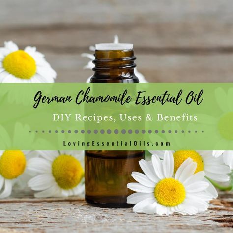 German Chamomile Essential Oil Recipes, Uses and Benefits Chamomile Recipes, German Chamomile Essential Oil, German Chamomile, Natural Medicine Cabinet, Calming Oils, Diy Essential Oil Recipes, Homemade Essential Oil, Chamomile Oil, Chamomile Essential Oil