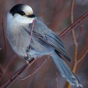 Canada Jay, Realism References, Grey Jay, Jay Tattoo, Gray Jay, Bird Reference, Bee Hummingbird, Bird Sketch, World Birds