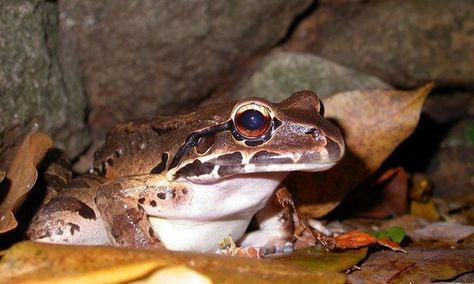 Conservationists pin hopes of the species’ survival on breeding the Caribbean island’s last known male and female in the wild Mountain Chicken, What Animal Are You, Frog Species, Tortoise Turtle, Nature Conservation, A Frog, Upper Lip, Frog And Toad, Reptiles And Amphibians