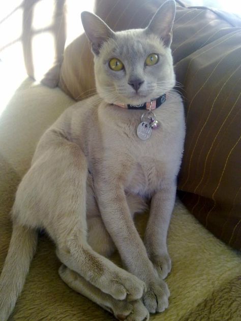 My very special Lilac Burmese kitten, Mya (meaning "Emerald" in Burmese). I have come to love Burmese cats for their exquisite personalities. Lilac Burmese Cat, Burmese Cat Lilac, Burnese Cats, European Burmese, Burmese Cats, Burmilla Cat, Burmese Kittens, Cats Ragdoll, Tonkinese Cat