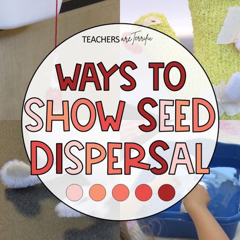 Seed Dispersal Anchor Chart, Seed Unit Study, Seed Lessons For Kids, Seed Dispersal Project, Seed Dispersal Activity, Dispersal Of Seeds, Seed Experiment, Treehouse Schoolhouse, Backyard Science