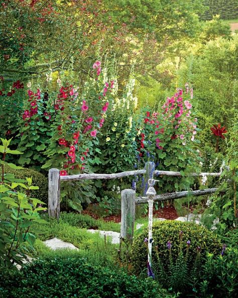 Want to make your cottage garden more fairytale? Here are some ideas to transform your garden into afFairytale English cottage garden! Hollyhocks Along Fence, Hollyhock Garden, Red Fence, Flowers And Greenery, Surrounded By Flowers, English Cottage Garden, Cottage Gardens, Plants And Flowers, Flowers Perennials