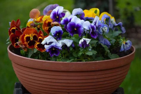 12 Tips for Growing Pansies in Pots or Containers - Garden Lovers Club Pansies In Pots, Growing Pansies, Plant Diseases, Natural Insect Repellant, Pansies Flowers, Liquid Fertilizer, Neem Oil, Healthy Environment, Garden Lovers