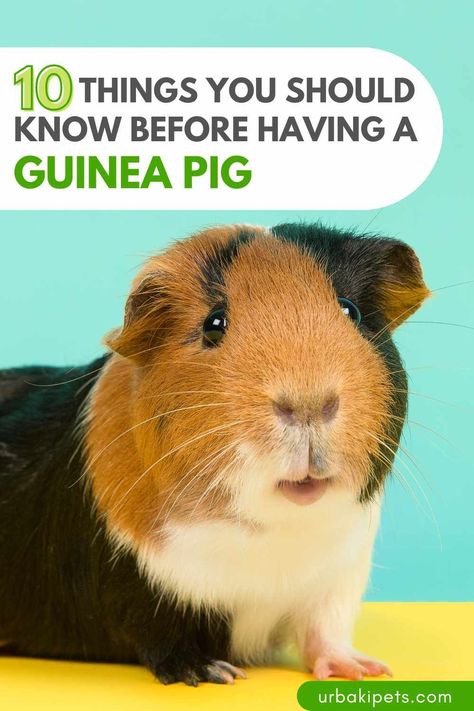 If you are thinking of having a guinea pig, we recommend that you first see this perfect guide for beginners which will inform you about what you need to know. Despite their small size, they need adequate space and, like all pets, they require basic care so that they grow up happy and in a pleasant environment. Guinea pigs need specific care and have different needs than other small pets. The creator of this video will talk about 10 things you should know before having a guinea pig. We are... Guinea Pig Breeds, Guinea Pig Names, Guinea Pig Food List, How To Take Care Of Guinea Pigs, Guinea Pig Names Girl, Pig Habitat, Pig Facts, Guinea Pig Breeding, Guinea Pig Information