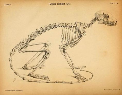 Lemur Skeleton Forest Homes, Skeleton Illustration, Animal Skeletons, North Carolina State University, Bone Art, Animal Study, Bones And Muscles, Bird Skull, Spooky Scary