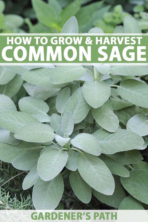 How To Grow Sage Outdoors, How To Grow Sage In A Pot, Growing Sage In Containers, Growing Sage Outdoors, Growing Herbs In Pots, Growing Sage, Garden Sage, Dried Sage, Rosemary And Thyme