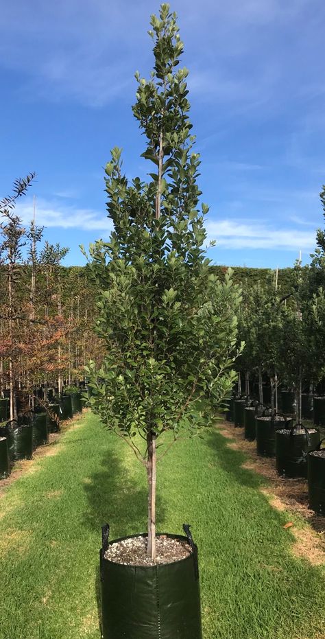 Pittosporum Stephens Island 45 ltr Pittosporum Tenuifolium, Marlborough Sounds, Container Size, Grey Green, Hedges, The Tree, Trees To Plant, Green And Grey, Salt