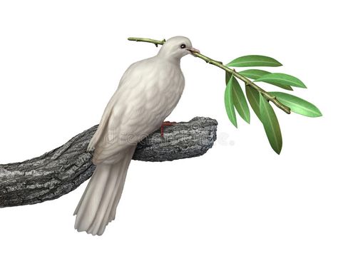 Dove And Olive Branch. Dove holding an olive branch isolated on a white backgrou #Sponsored , #AD, #sponsored, #Branch, #Dove, #white, #holding Olive Branch Illustration, Dove And Olive Branch, Dove With Olive Branch, Dove Pictures, Peace And Tranquility, Symbol Of Peace, Hope For The Future, Step By Step Painting, Olive Branch