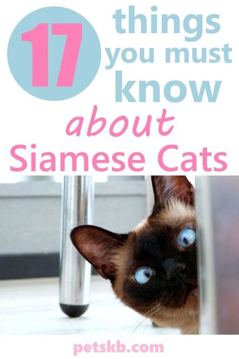 Siamese Cats Facts, Cat Ownership, Cat Attack, Cat Fountain, Cat Info, Siamese Kittens, Kitten Care, Ragdoll Kitten, Owning A Cat