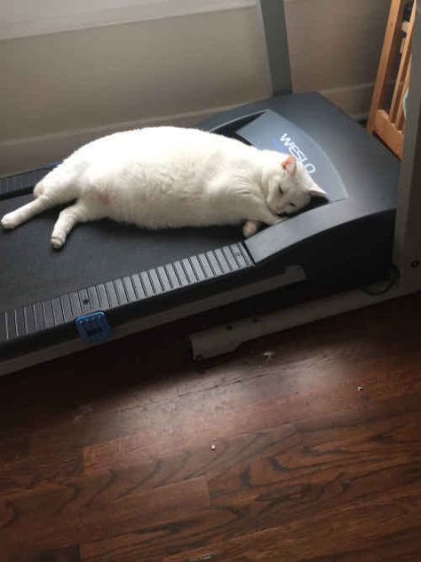 This cat who understands how we all feel when it’s time to exercise. Tierischer Humor, Lazy Cat, Kitten Pictures, Newsies, White Cats, Fat Cats, Crazy Cat Lady, Cat Life, White Cat