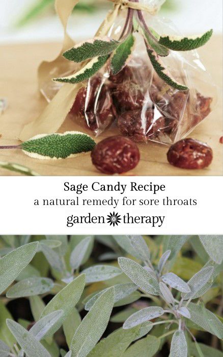 Sage Candy Recipe - an ancient remedy for the inflammation of sore throats Throat Remedies, Sore Throat Remedies, Garden Therapy, Ginger Benefits, Candy Recipe, Herbal Recipes, Natural Healing Remedies, Natural Cold Remedies, Cold Home Remedies