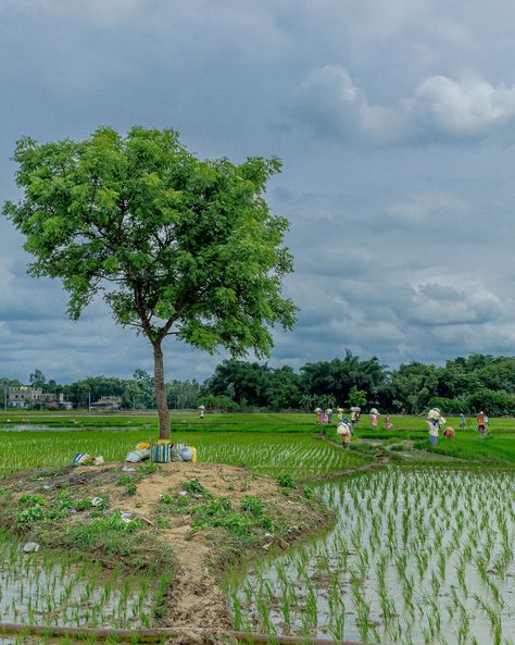 From seed to harvest, cultivation is a journey of patience, care, and growth nurturing not just plants, but the promise of abundance. . . Some Photos From Peddy Agriculture in Rural Bengal 2024 . . #cultivations #peddyfield #agriculture #capturewithcanon #thenuclear_11 #the_kolkata_mirror #villageofindia #cultivating #rainyseason #farminglife #farminglife #eyesofshibasish #eye_ush #snapswithjeet #aguntuksuman_photography #chobite_golpo #nature_beauty #pindleindia #tasveer_of_india #picturesqu... Agriculture Pictures, Agriculture Photos, Photo Projects, The Promise, Farm Life, Nature Photos, Nature Beauty, Agriculture, Seeds