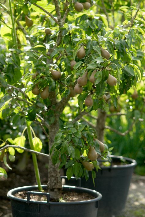 Pear tree in a pot Pruning Pear Trees, Fruit Trees In Pots, Miniature Fruit Trees, Honeycrisp Apple Tree, Trees In Pots, Tree In A Pot, Potted Fruit Trees, Meyer Lemon Tree, Tree In Pot