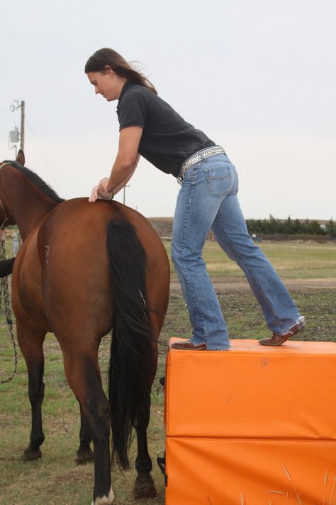 Equine Chiropractic, Horse Stretches, Diy Equestrian, Horse Medicine, Equine Vet, Horse Massage, Horse Education, Equine Anatomy, Equine Veterinarian