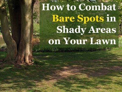 How To Grow Grass In Shade, Grass For Shady Areas, Grow Grass In Shade, How To Grow Grass, Grass Types, Lawn Repair, Growing Grass, Grass Type, Grass Roots