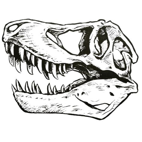 Trex Skull Drawing, Safari Scrapbook Layouts, Trex Skull, Tyrannosaurus Rex Skull, Safari Scrapbook, Bone Drawing, Skulls Drawing, Drawing Heads, Dinosaur Bones