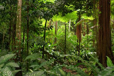 Indoor Rainforest, Hiking Photos, Amazon Forest, Jungle Forest, Rainforest Animals, Search Google, Forest Decor, Amazon Rainforest, Tropical Rainforest