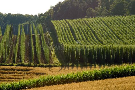 Field of Hops. A field of hops in late summer, ready to be harvested. Photo take #Sponsored , #Paid, #affiliate, #field, #Field, #harvested, #hops Beer Bottle Design, Nature Green, Graphic Design Tutorials, Summer Ready, Late Summer, On The Farm, Bottle Design, Home Brewing, Bavaria