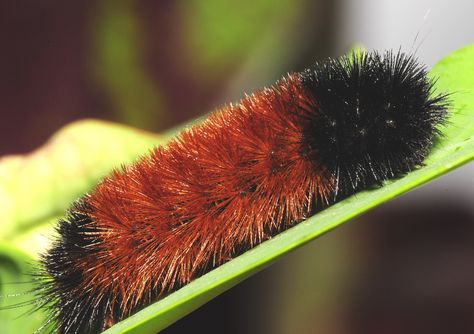 What does the woolly bear caterpillar do in winter? Read the infinite Spider blog to learn more. Wooly Caterpillar, Wooly Bear Caterpillar, Caterpillar Insect, Fuzzy Caterpillar, Woolly Bear, Gossamer Wings, Tiger Moth, Moth Caterpillar, Insect Collection