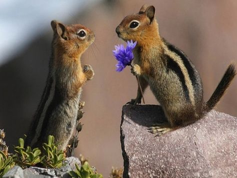 This chipmunk that remembered to bring flowers. | Community Post: The 25 Most Romantic Animals That Ever Lived A Rock