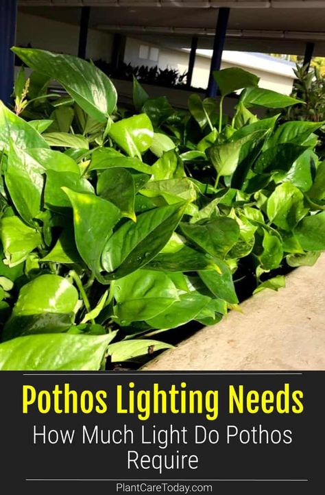 Neon Pothos Plant Care, Pothos Types, Pothos Plant Decor, Golden Pothos Care, Njoy Pothos Plant, Hawaiian Centerpieces, Neon Pothos Propagate, Pathos Plant, Flourescent Light