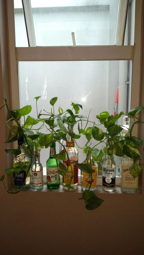 Plants In Liquor Bottles, Water Plants Aesthetic, Plant In Bottle Ideas, Plants In Alcohol Bottles, Alcohol Bottle Plants, Plant Room Aesthetic Boho, Plant Decor Apartment, Clean Plant Room Aesthetic, Plants In Wine Bottles