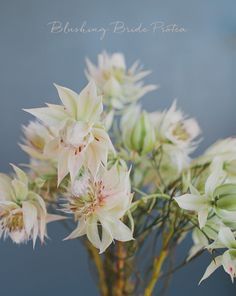 blushing bride protea Blushing Bride Protea, Floral Reference, Summer Blush, Flower Types, Flower Identification, Protea Flower, Australian Flowers, Flower Guide, Blushing Bride