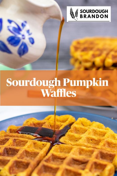 Pouring maple syrup on sourdough pumpkin waffles Flavored Waffles, Use Sourdough Discard, Pumpkin Sourdough, Sourdough Waffles, Active Sourdough Starter, Sourdough Pumpkin, Sourdough Starter Discard Recipe, Fluffy Waffles, Pumpkin Waffles