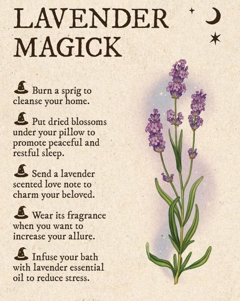 Magical Properties Of Herbs, Properties Of Herbs, Sage Cleansing, Wicca Recipes, Witch Tips, Magickal Herbs, Witch Rituals, Green Witchcraft, Plant Magic