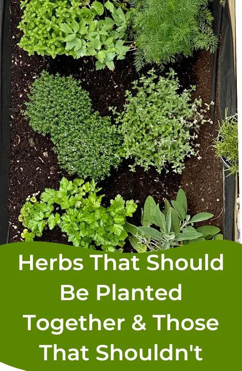 Herb Garden Planters Outdoor, Plants To Grow In Garden, Growing A Medicinal Herb Garden, Herb Growing Ideas, Best Way To Plant Herbs Outdoors, Herbs That Are Perennials, Herb Planter Box Ideas, What Herbs Grow Well Together In A Pot, How To Grow An Herb Garden