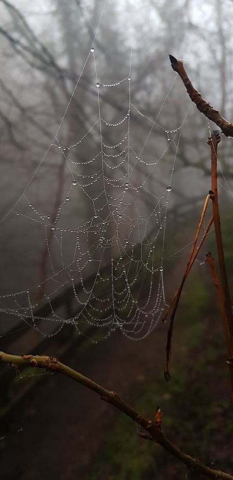 Spider Web With Dew Drops, Spider Web Dew Drops, Dew On Spider Web, Spider Web With Water Drops, Wet Spider Web, Spider On Spider Web, Spider Hanging From Web, Spider Web Aesthetic, Spider Web Wallpaper