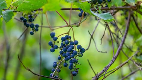 How to Forage for Wild Grapes | Wild + Whole Grape Health Benefits, Wild Grapes, Juniperus Communis, Greek Vacation, Virginia Creeper, Berry Picking, Out Of My League, Juniper Berries, Aromatic Plant